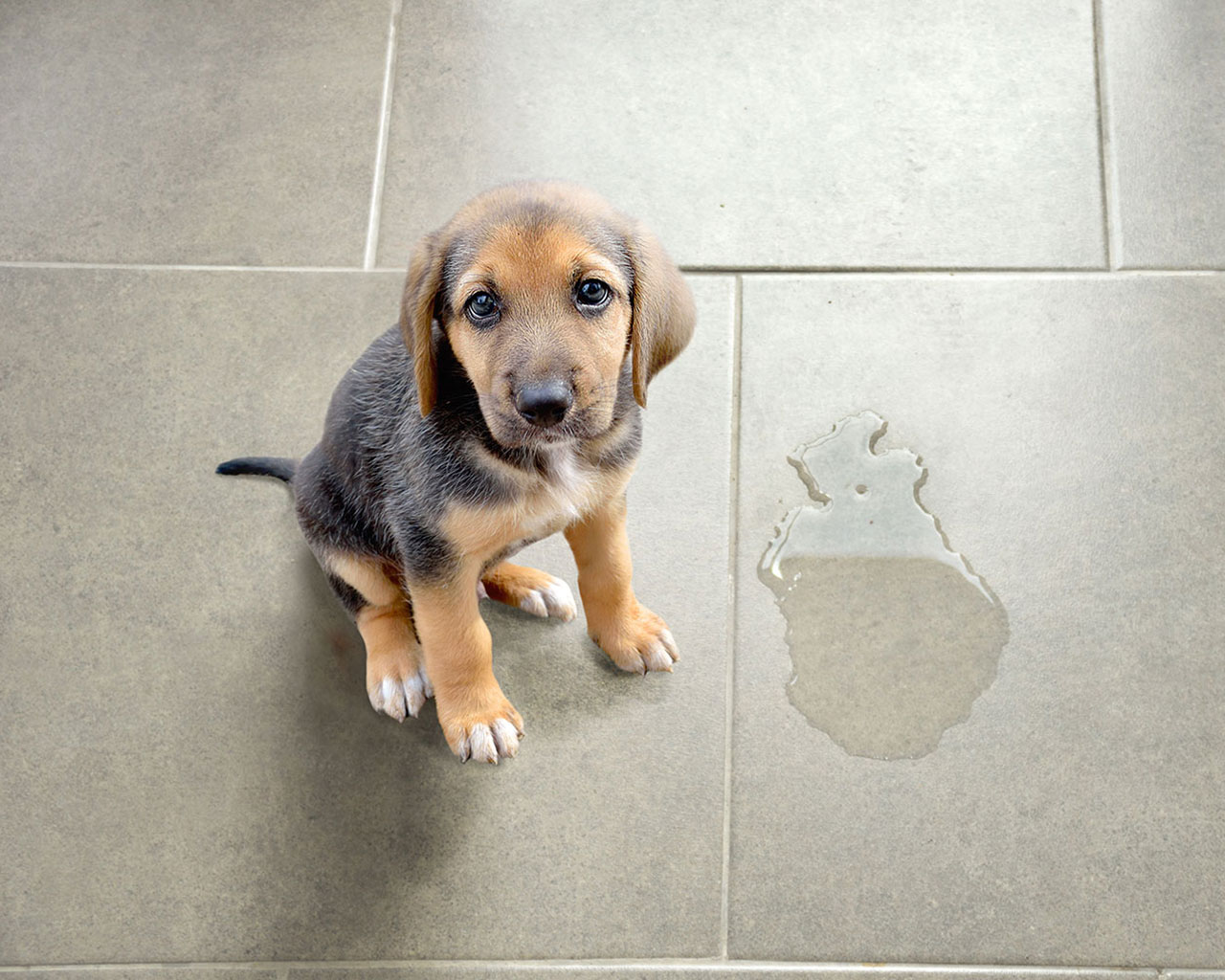 Gardez votre intérieur propre avec un chien à la maison