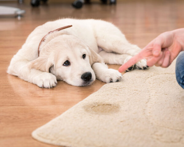 Comment nettoyer un tapis