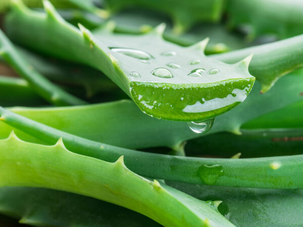 Aloe vera : quelles sont ses vertus ?